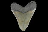 Serrated, Fossil Megalodon Tooth - Hastings, Florida #151818-2